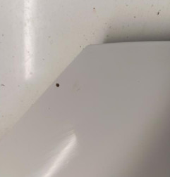 Capot RENAULT SCENIC 3 Photo n°4