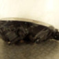 Optique avant principal gauche (feux)(phare) VOLKSWAGEN GOLF 6