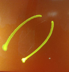 Porte avant droit DACIA LOGAN MCV 1