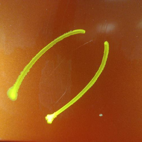 Porte avant droit DACIA LOGAN MCV 1