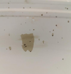 Capot PEUGEOT 106 Photo n°7