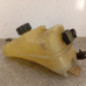 Vase d'expansion CITROEN BERLINGO 1