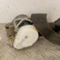 Ceinture avant gauche CITROEN C3 2