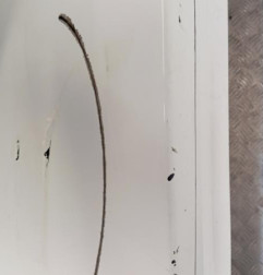 Pare choc arriere TOYOTA VERSO Photo n°5