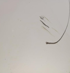 Pare choc arriere TOYOTA VERSO Photo n°6