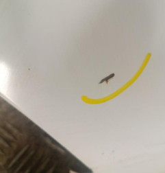 Aile avant gauche PEUGEOT EXPERT 1