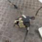 Serrure arriere gauche CITROEN C4 1