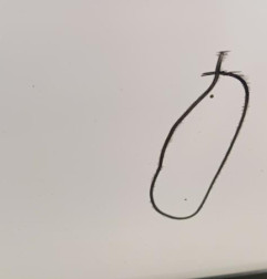 Porte avant droit RENAULT CLIO 4