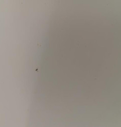 Porte laterale droit OPEL VIVARO 2 Photo n°4