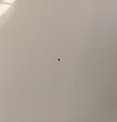 Capot RENAULT CLIO 4 Photo n°4