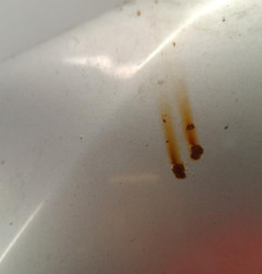 Capot ALFA ROMEO 159