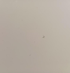 Porte avant droit CITROEN C4 2 Photo n°3