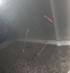 Capot DACIA DUSTER 1 Photo n°5