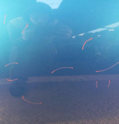 Porte arriere gauche DACIA SANDERO 2