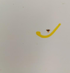 Porte arriere gauche PEUGEOT 308 2 SW