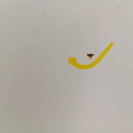 Porte arriere gauche PEUGEOT 308 2 SW