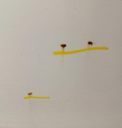 Porte avant gauche PEUGEOT 308 2 SW