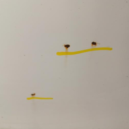 Porte avant gauche PEUGEOT 308 2 SW