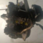 Moteur PEUGEOT 107