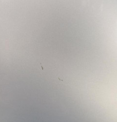 Aile avant droit CITROEN XSARA PICASSO Photo n°4