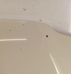 Capot VOLKSWAGEN TRANSPORTER 5 Photo n°4