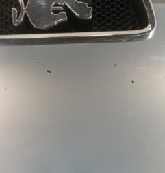 Capot PEUGEOT 306 Photo n°3