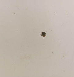 Capot PEUGEOT BOXER 2 Photo n°6