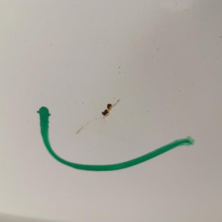 Malle/Hayon arriere RENAULT CLIO 3