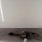 Cremaillere assistee PEUGEOT 207