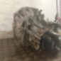 Boite de vitesses NISSAN MICRA 5