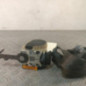 Ceinture avant gauche RENAULT CLIO 2 CAMPUS