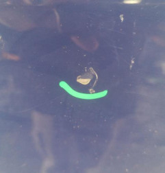 Porte arriere droit DACIA LOGAN MCV 1