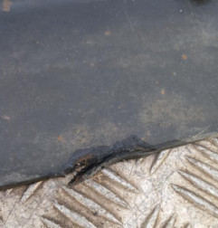 Bas de caisse gauche PEUGEOT 3008 1 Photo n°3