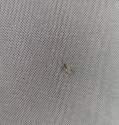 Banquette arriere (KIT DERIV VP) RENAULT CLIO 4 Photo n°19