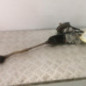 Cremaillere assistee CITROEN DS4