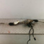 Cremaillere assistee CITROEN C2