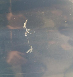 Porte arriere droit FORD FIESTA 6