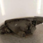 Optique avant principal droit (feux)(phare) HYUNDAI GETZ