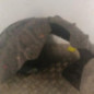 Pare boue arriere droit RENAULT ESPACE 5