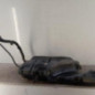 Reservoir essence RENAULT KANGOO 2
