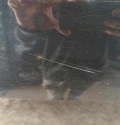 Porte avant gauche FORD FOCUS 4 Photo n°3