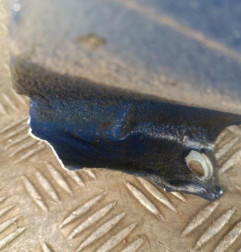 Aile avant droit DACIA SANDERO 1