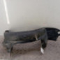 Pare boue avant gauche PEUGEOT 306