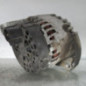 Alternateur FIAT PUNTO 2