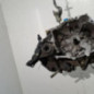 Boite de vitesses RENAULT CLIO 2