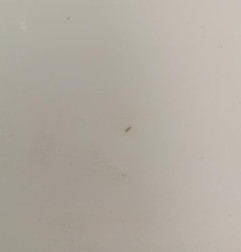 Porte avant gauche FIAT DUCATO 3 Photo n°3