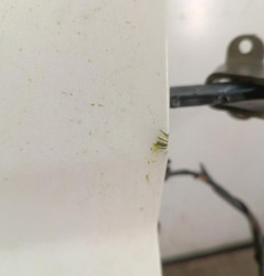 Porte de coffre droit FIAT DUCATO 3 Photo n°4