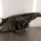 Optique avant principal droit (feux)(phare) OPEL VECTRA C