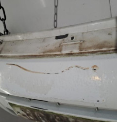 Pare choc avant CITROEN BERLINGO 1 Photo n°3