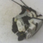 Serrure arriere droit CITROEN C-CROSSER
